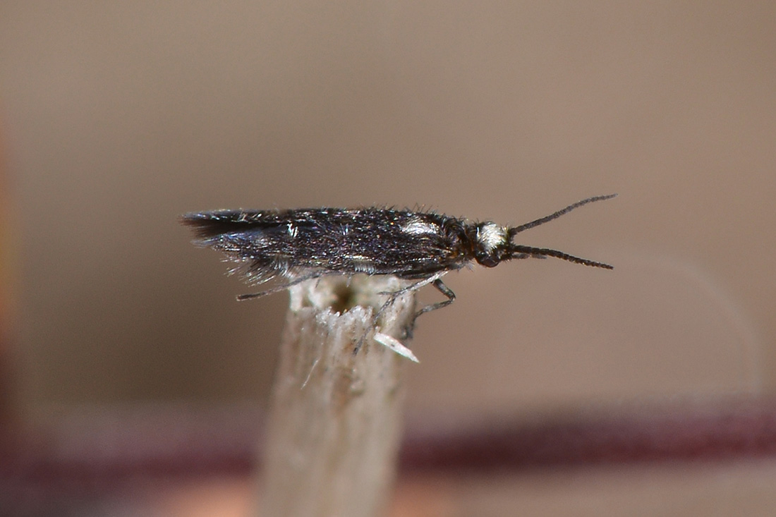 Hydroptilidae: Hydroptila sp.